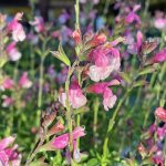 Salvia 'Fancy Dancer'
