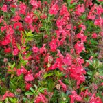Salvia 'Fire Dancer'