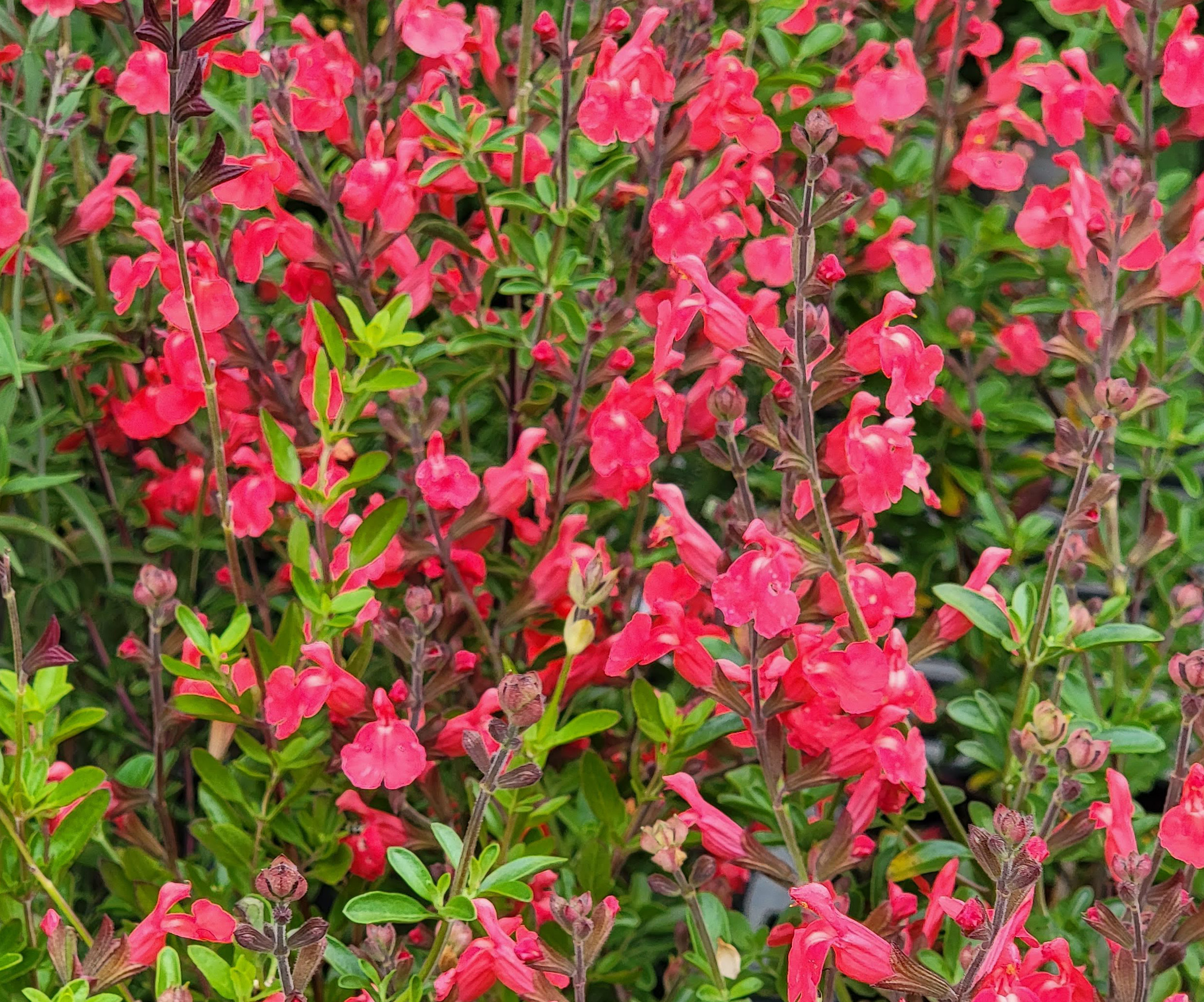 Salvia-Fire-Dancer-b Salvia 'Fire Dancer' - Image 1