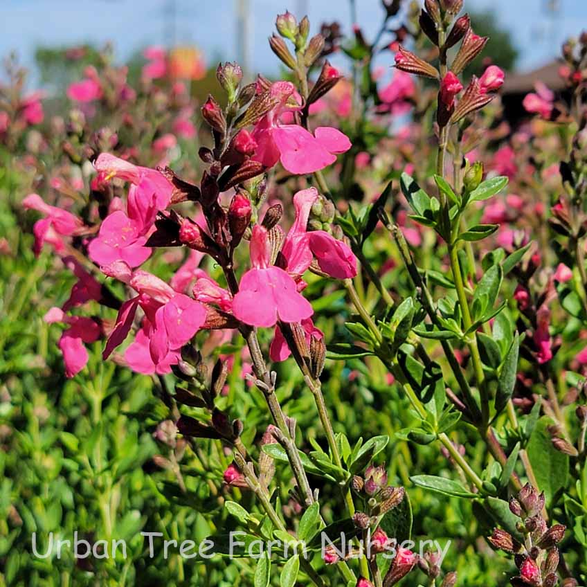 Salvia-Flamenco-Rose-b Salvia 'Flamenco Rose' - Image 1