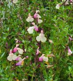 Salvia 'Full Moon' - Image 2