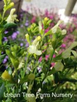 Salvia 'Lemon Light'