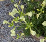 Salvia 'Lemon Light' - Image 2