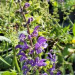 Salvia 'Madeline'