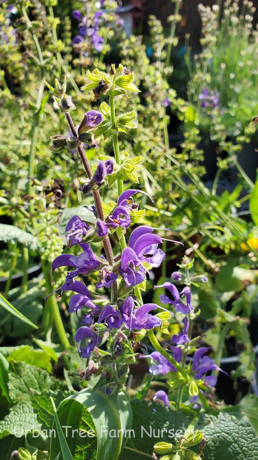 Salvia ‘Madeline’