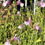 Salvia 'Playa Rosa'