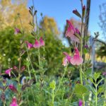 Salvia 'Shell Dancer'