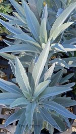 Salvia apiana