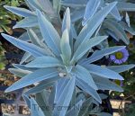 Salvia apiana - Image 2