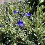 Salvia chamaedryoides
