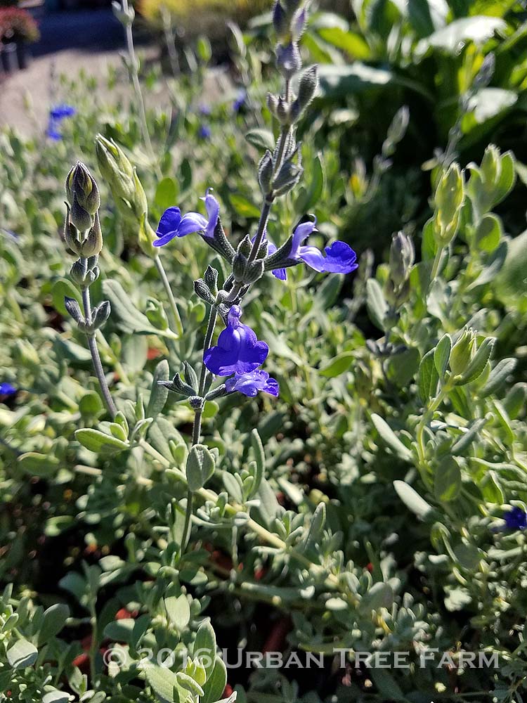 Salvia-chamaedryoides-a Salvia chamaedryoides - Image 1