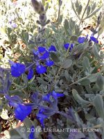 Salvia chamaedryoides - Image 2