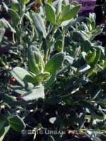 Salvia chamaedryoides - Image 3