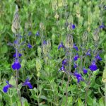 Salvia chamaedryoides x 'Marine Blue'