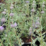 Salvia clevelandii 'Allen Chickering'