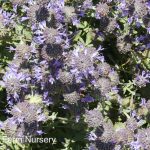 Salvia clevelandii 'Whirly Blue'