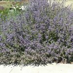 Salvia clevelandii 'Whirly Blue'