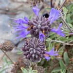 Salvia clevelandii