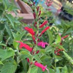 Salvia elegans (rutilans)