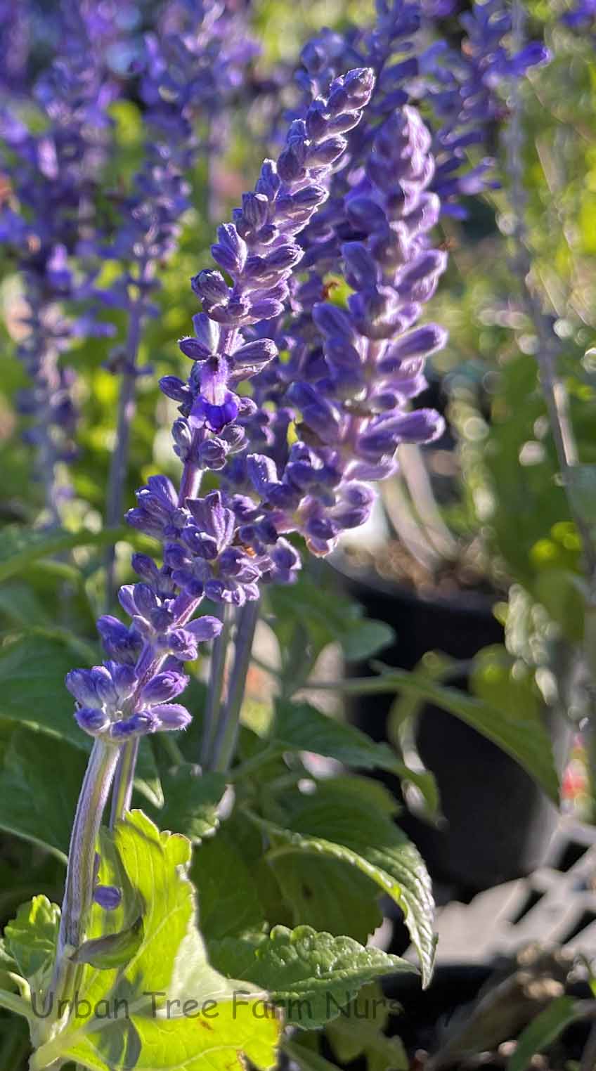 Salvia-farinacea-x-longispicata-Mysty-b Salvia farinacea x longispicata 'Mysty' - Image 1
