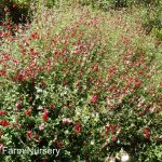 Salvia greggii 'Lipstick'