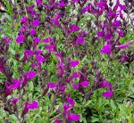 Salvia greggii 'Mirage Deep Purple' - Image 2