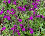 Salvia greggii 'Mirage Deep Purple' - Image 3
