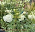 Salvia greggii 'Moonlight' - Image 2