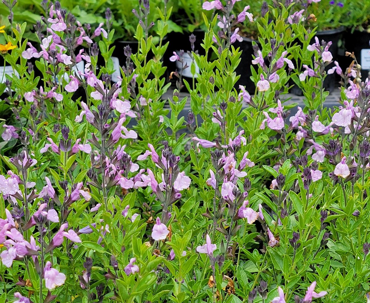 Salvia greggii Smokin Lavender a scaled