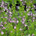 Salvia greggii 'Smokin' Lavender'