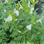 Salvia greggii 'White'