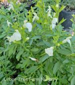 Salvia greggii 'White'