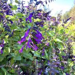 Salvia guaranitica 'Amistad'