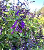 Salvia guaranitica 'Amistad'