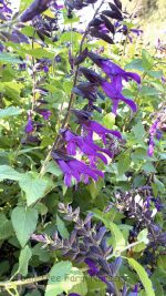Salvia guaranitica 'Amistad' - Image 2