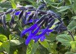 Salvia guaranitica 'Black & Bloom'