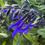 Salvia guaranitica 'Black & Bloom'
