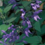 Salvia guaranitica 'Black & Blue'