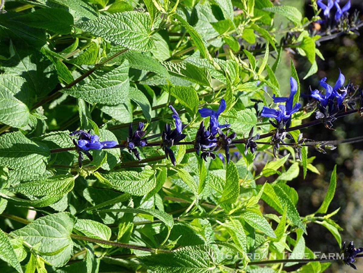 Salvia guaranitica Black Blue c