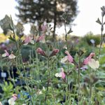 Salvia jamensis 'Sierra San Antonio'