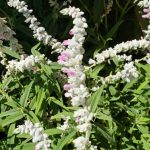Salvia leucantha 'Danielle's Dream'