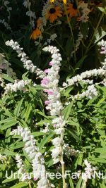 Salvia leucantha 'Danielle's Dream'
