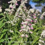 Salvia leucantha 'Danielle's Dream' - Image 2