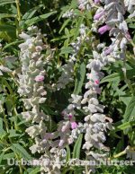 Salvia leucantha 'Danielle's Dream' - Image 3