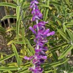 Salvia leucantha 'Santa Barbara'