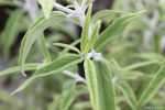 Salvia leucophylla