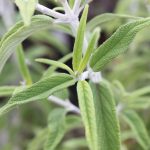 Salvia leucophylla