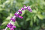 Salvia leucophylla - Image 2