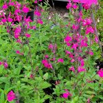 Salvia microphylla 'Cerro Potosi'