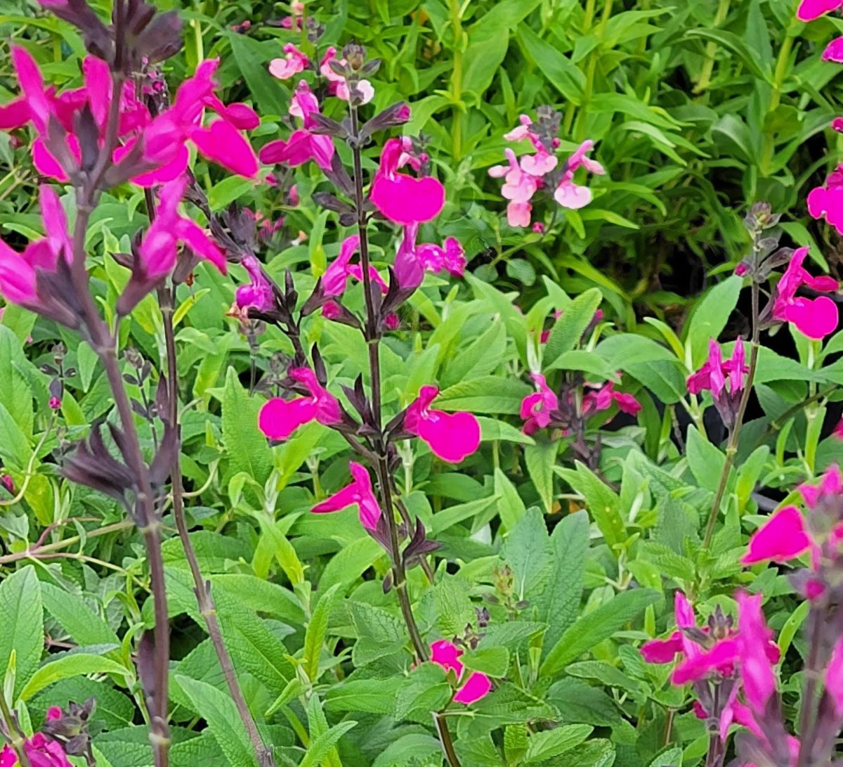 Salvia microphylla Cerro Potosi b